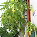 Casa O Futuro Alcobaca
