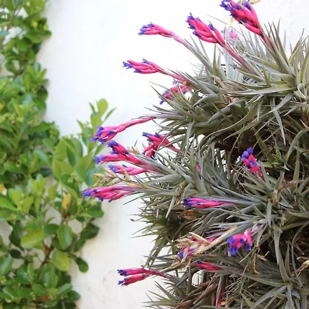 Casa O Futuro Alojamento de Acomodação e Pequeno-almoço Alcobaça