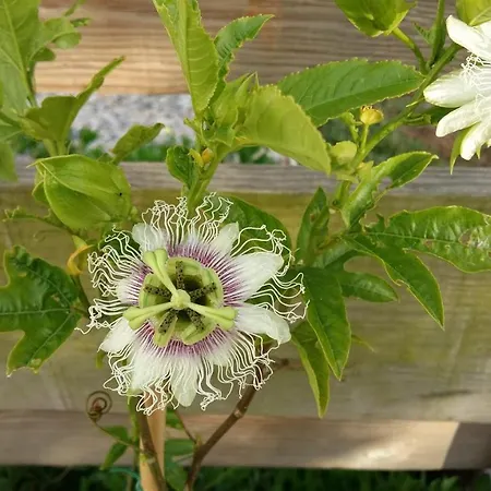 Casa O Futuro Alcobaça