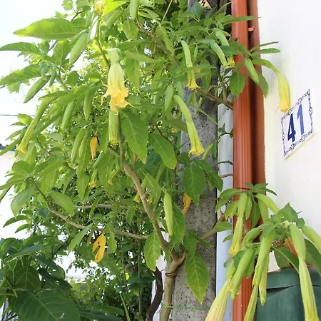 Casa O Futuro Alcobaca