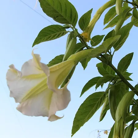 ベッド・アンド・ブレックファスト Casa O Futuro 4*