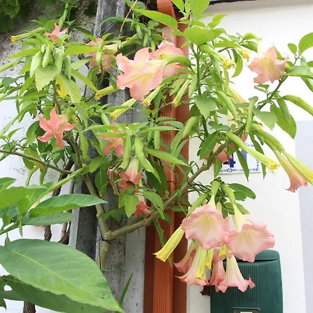 Alojamento de Acomodação e Pequeno-almoço Casa O Futuro