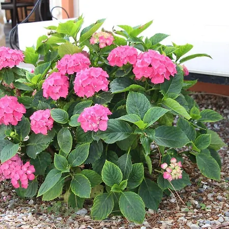 ベッド・アンド・ブレックファスト Casa O Futuro アルコバサ