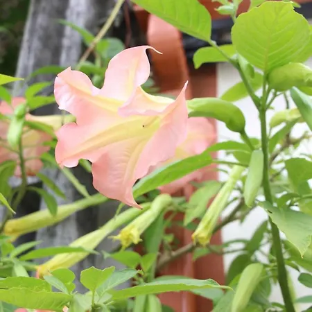 Casa O Futuro 4* Alcobaça