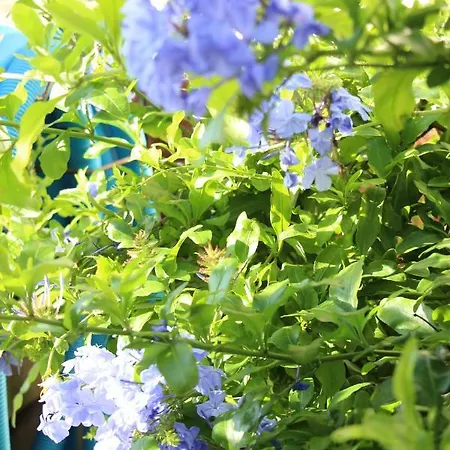 Casa O Futuro B&B 알코바카