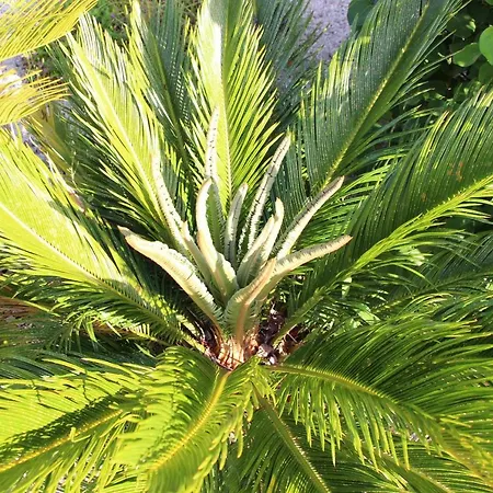 Casa O Futuro Alojamento de Acomodação e Pequeno-almoço