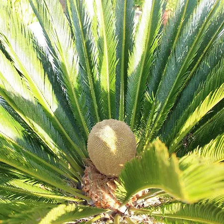 Casa O Futuro B&B 알코바카