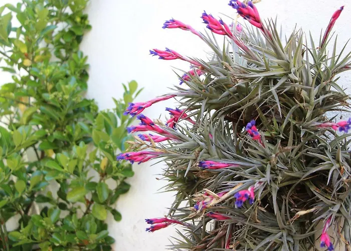 Casa O Futuro Отель типа 