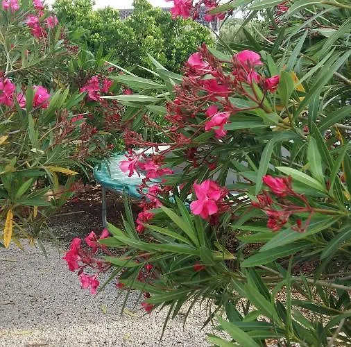 Casa O Futuro Алкобаса