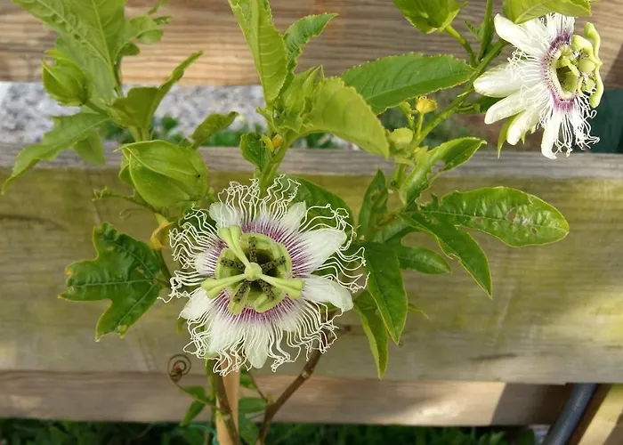 Casa O Futuro Алкобаса