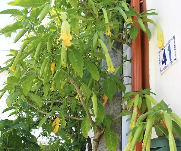 Casa O Futuro Алкобаса