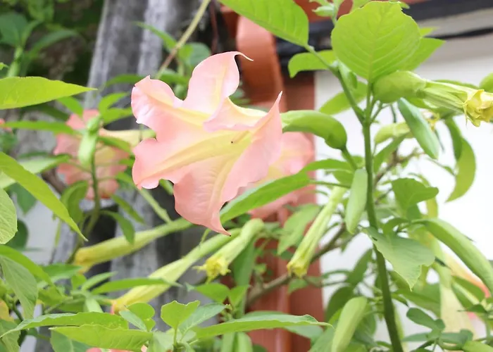 Casa O Futuro 4* Алкобаса