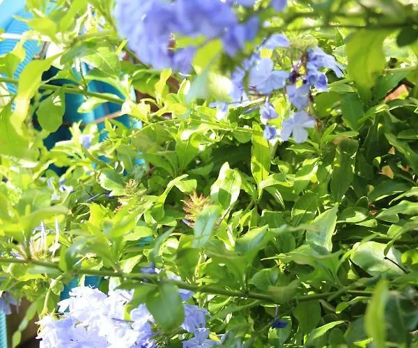 Casa O Futuro Отель типа 