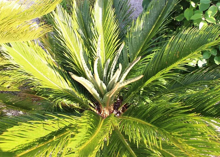 Casa O Futuro Отель типа 