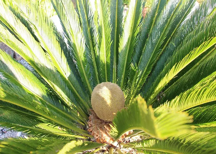 Casa O Futuro Отель типа 